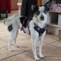 Süße Cleo sucht Kuschelflat im neuen Zuhause, Hündin zur Adoption