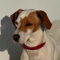 Gabriellina - ab Oktober auf PS in Mannheim, Hündin zur Adoption