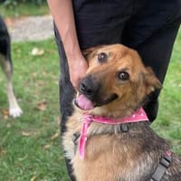 Franca, Hündin zur Adoption