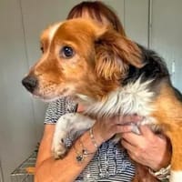 BRUNO - ab Oktober auf PS in Dabel, Hund zur Adoption