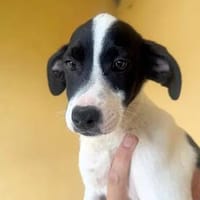 BASILICO - ab Oktober auf PS in Berlin, Hund zur Adoption