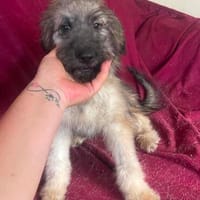 Wuschelwelpe Bara sucht ein Zuhause, Hündin zur Adoption