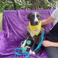 Scooby, Hund zur Adoption