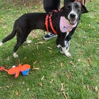 Francesca, Hündin zur Adoption