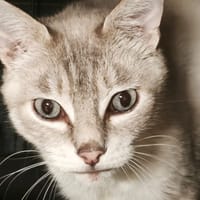 POUPY, chat à adopter