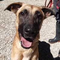 Harry, chien à adopter