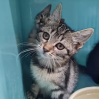 SAFARI (a trouvé sa famille), chatte à adopter