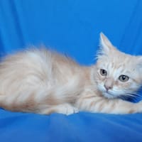 Caribou, chat à adopter
