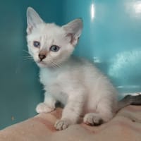 Colibri, chatte à adopter