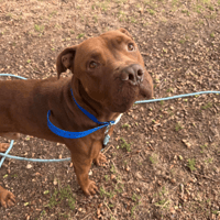OTTO OAA20119, chien à adopter