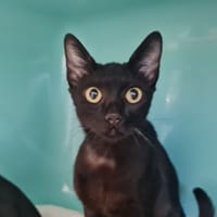 VELMA A TROUVE SA FAMILLE, chatte à adopter