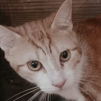 MATHILDE, chatte à adopter