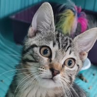MANGO A TROUVE SA FAMILLE, chat à adopter