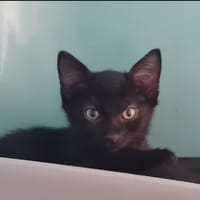 OMARI (a trouvé sa famille), chat à adopter
