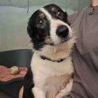 billie, chienne à adopter