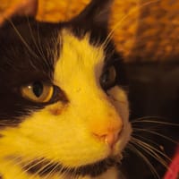 GANESH, chat à adopter