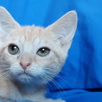 Canada, chatte à adopter