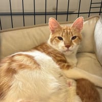 GREGALE, chatte à adopter