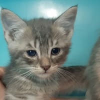 Coaticook, chat à adopter