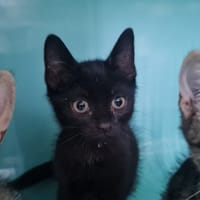 LYNX A TROUVE SA FAMILLE, chat à adopter