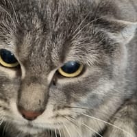 CHATAIGNE 2, chatte à adopter