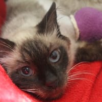boxy, chatte à adopter