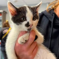 FRAMBOISE, chatte à adopter