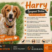 HARRY, chien à adopter