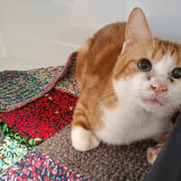 WILLIWAW, chat à adopter
