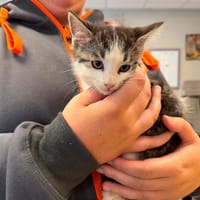 ANANAS, chat à adopter
