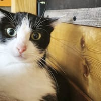 ECUME, chatte à adopter