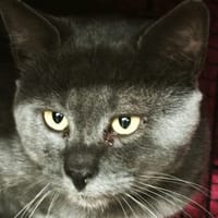 TOUGRIS, chat à adopter