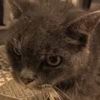 SMOOTHIE, chat à adopter