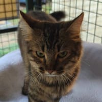 Prune, chatte à adopter