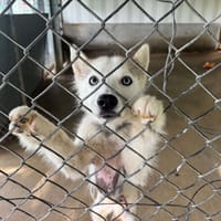 YUKI OAA20118, chienne à adopter