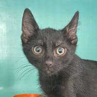 Nectar, chat à adopter