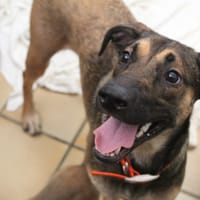 penelope, chienne à adopter