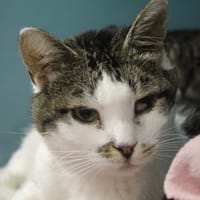 grisou, chat à adopter