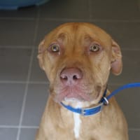 Roucky, chien à adopter