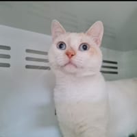 WOODY, chat à adopter