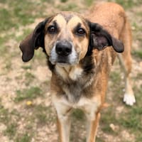 Mandrak CAA15974, chien à adopter