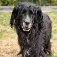 Natsu CAA15975, chien à adopter