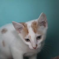 BLOOP, chat à adopter