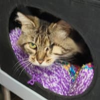 Pétula, chatte à adopter