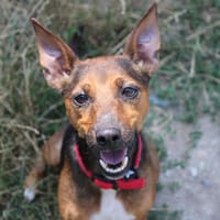 Perle, chienne à adopter