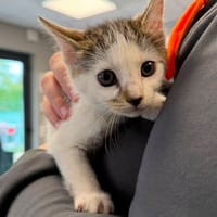 CITRON, chat à adopter