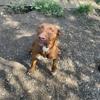 DIVA (réservée), chienne à adopter