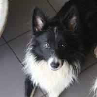 basil, chien à adopter
