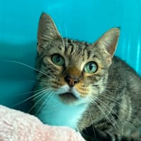 SIMBA, chat à adopter