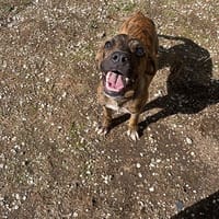 ARAMIS (réservé), chien à adopter
